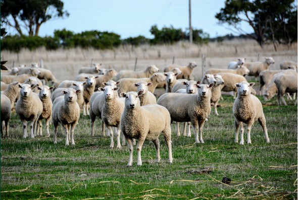 Lamb Marketing Plan webinar